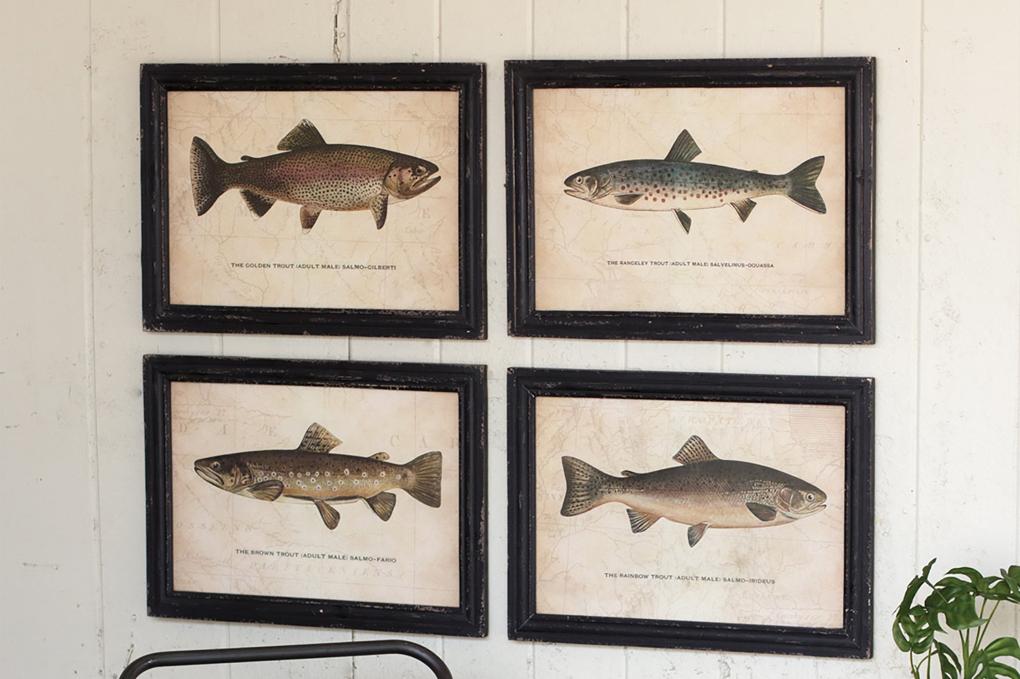 Set of Four Trout Fish Prints With Black Frame
