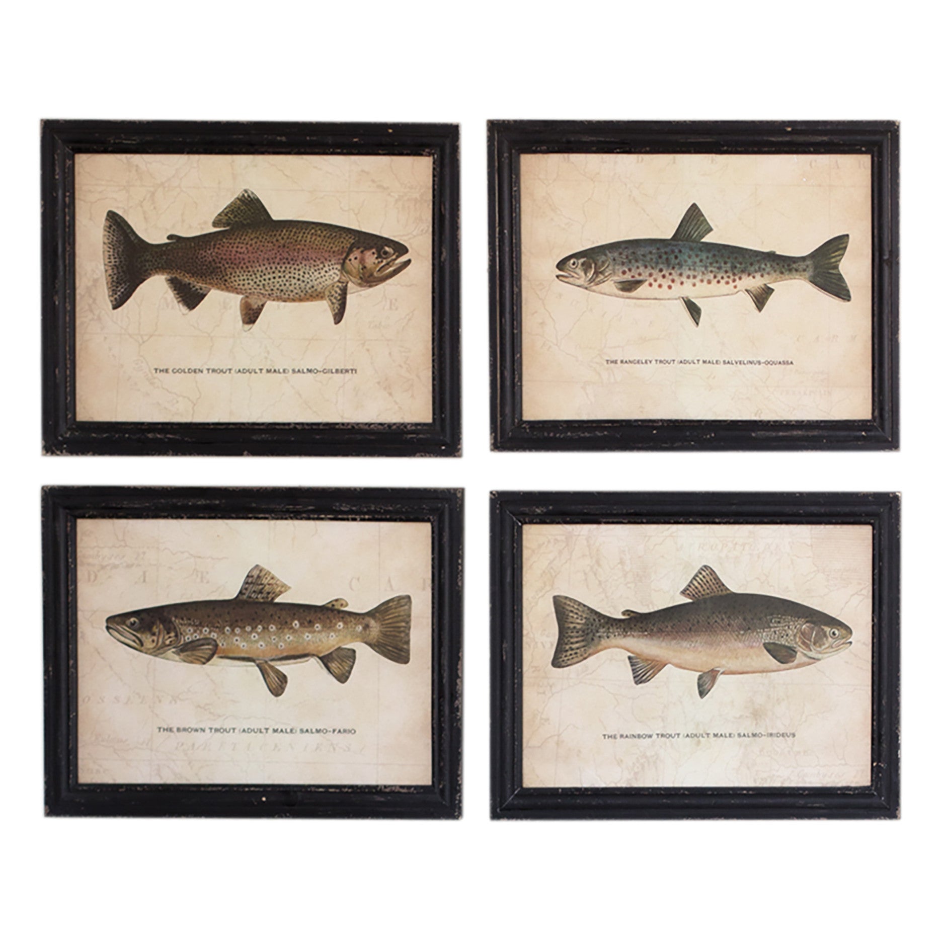 Set of Four Trout Fish Prints With Black Frame