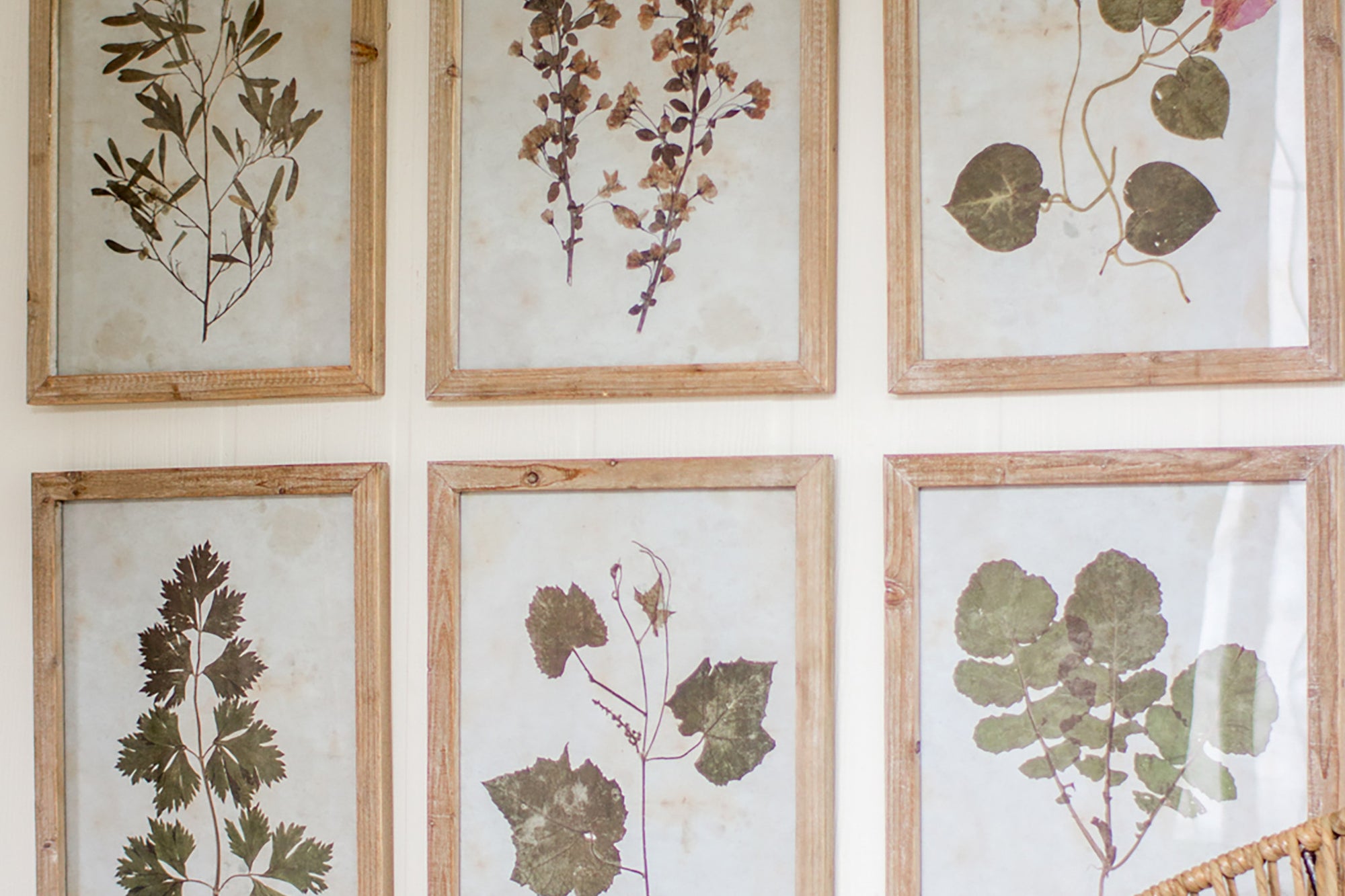 Botanic Leaf Prints With Rustic Wood Frames - Set of 6