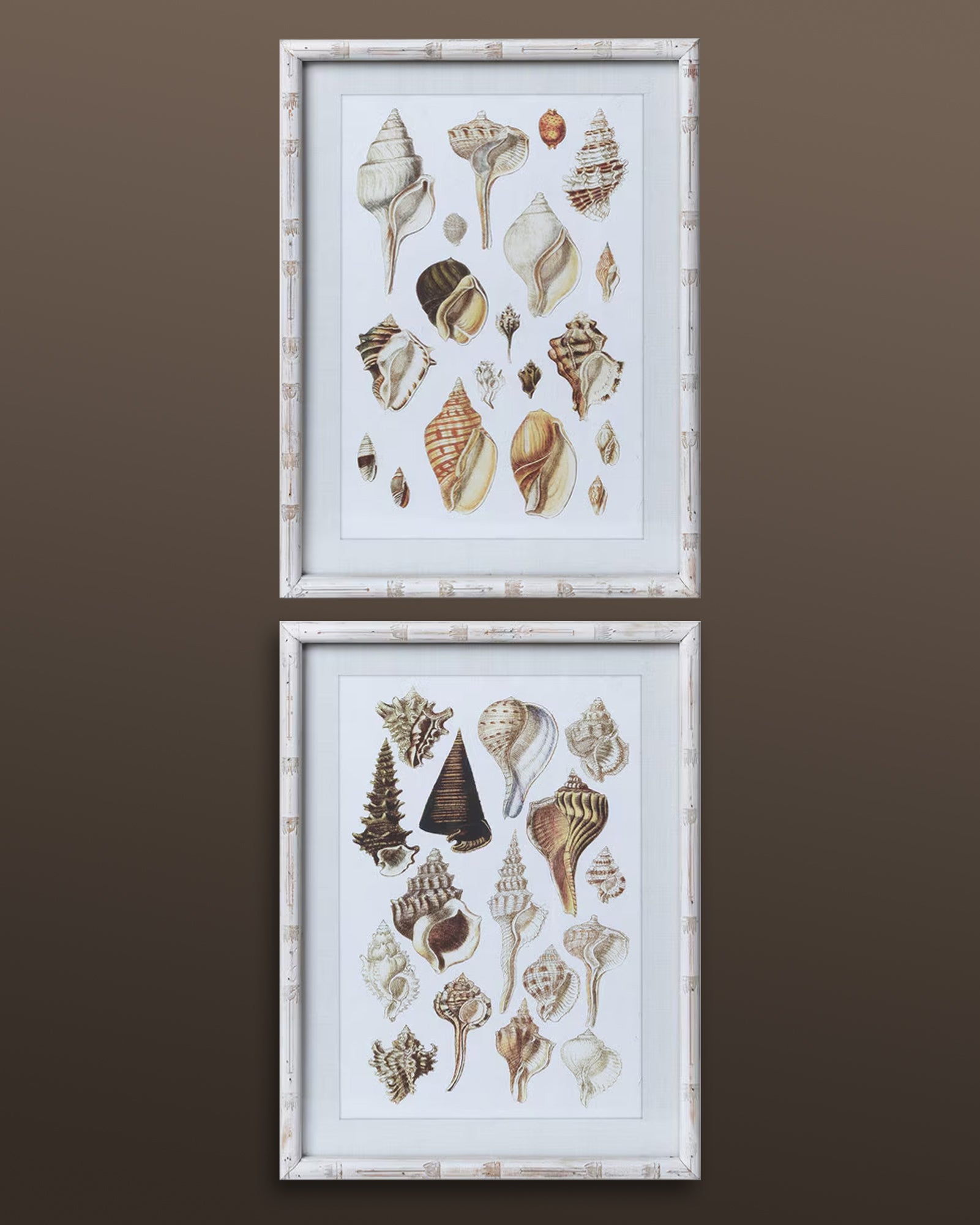 Seashell Coastal Beach Shell Wall Art Set