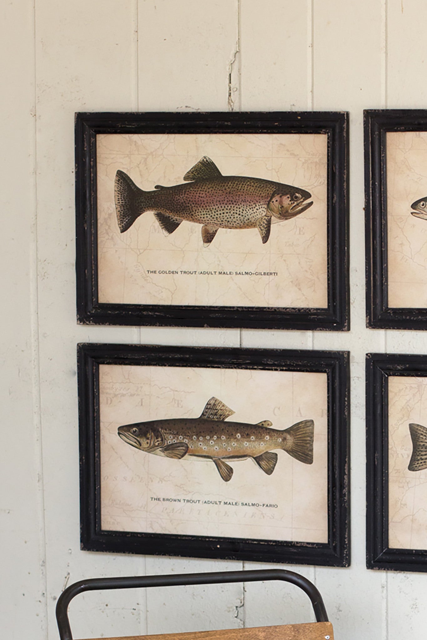 Framed Trout Fish Wall Art Set