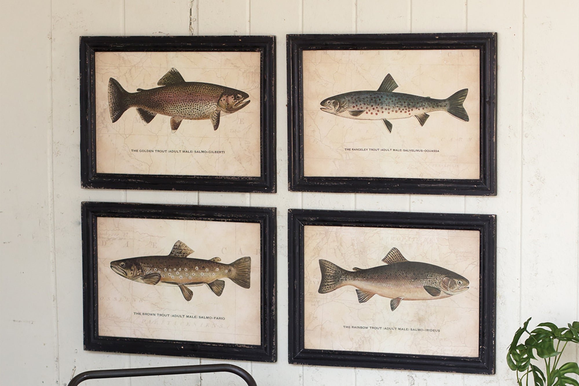 Framed Trout Fish Wall Art Set