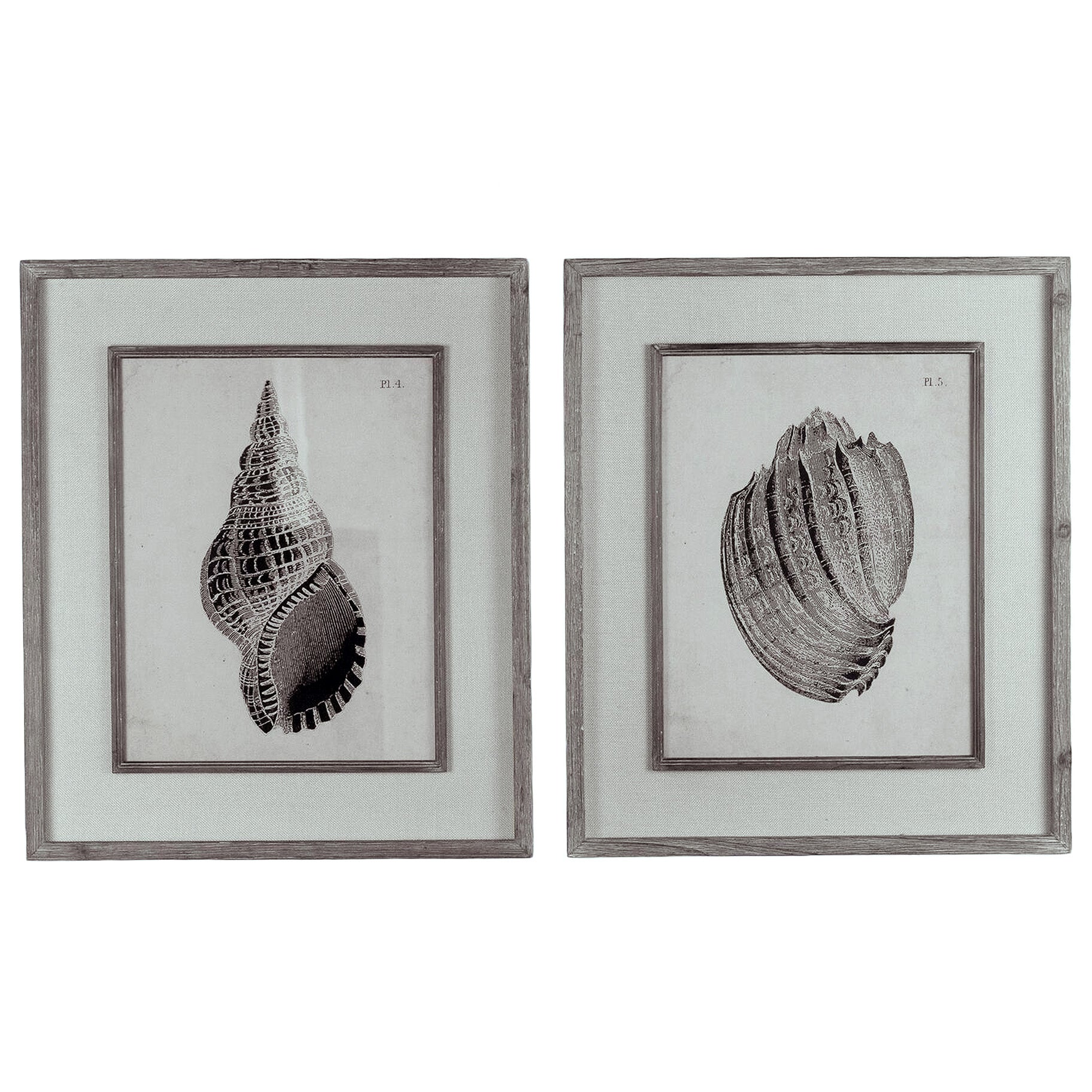 Framed Black & White Sea Shell Prints Coastal Beach House Wall Art - Set of 2