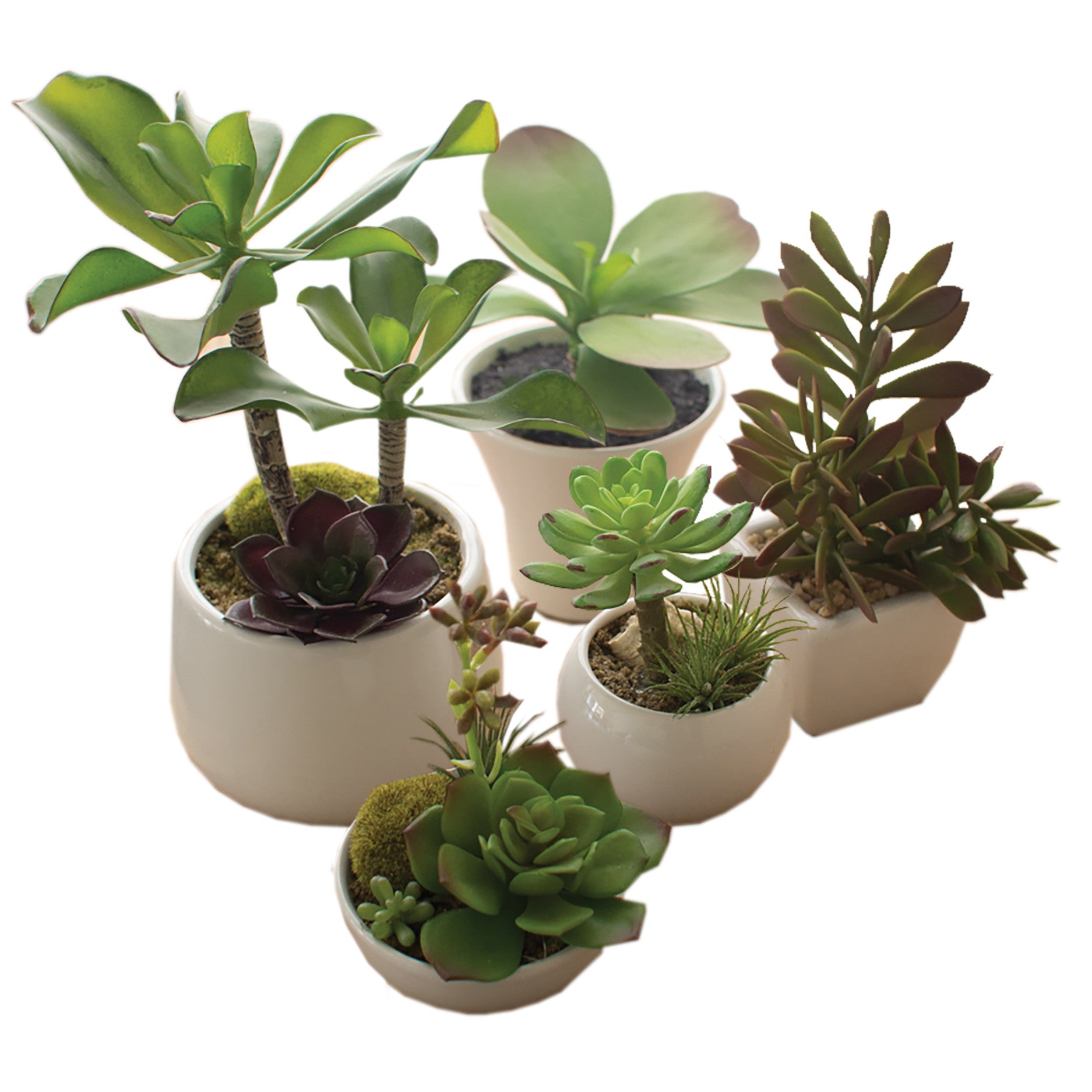 Set of 5 Artificial Succulents With Pots