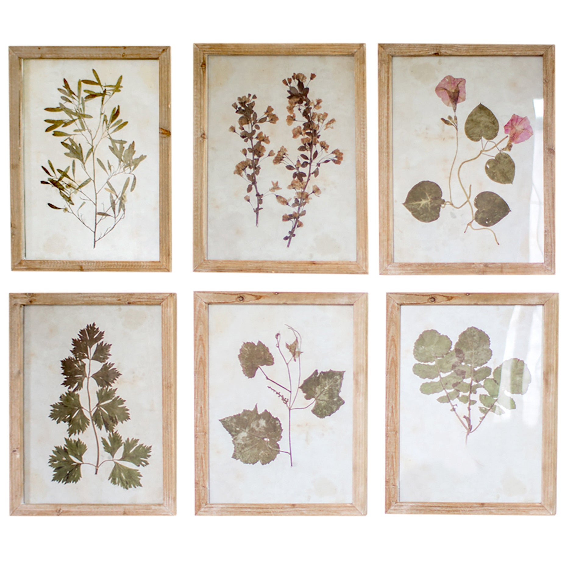 Botanic Leaf Prints With Rustic Wood Frames - Set of 6